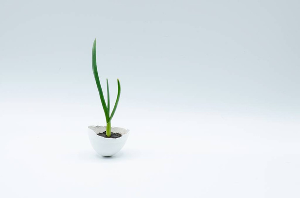 Fresh small sprout of garlic in an egg-shell pot, free space for text - Фото, изображение