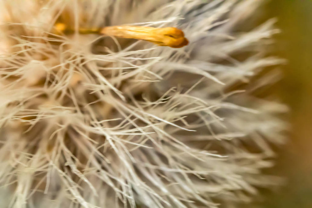 біла пухнаста макроквіткова голова
  - Фото, зображення