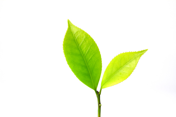 folhas de chá verde - Foto, Imagem