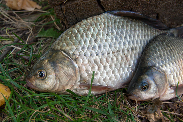 Plusieurs poissons cruciens ou Carassius sur herbe verte. Prise de fres
 - Photo, image