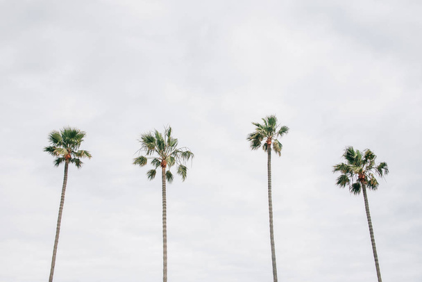 Palm trees in Newport Beach, Orange County, California - Foto, afbeelding