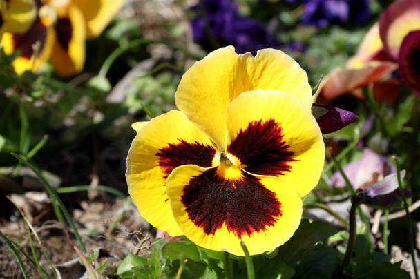 pansy on hämmästyttävä kukka ja sen väriyhdistelmä on loistava. Viola tricolor var. Hortensikseen. Viola Wittrockianna (s. Kaunis monivärinen kukkia orvokkeja
. - Valokuva, kuva
