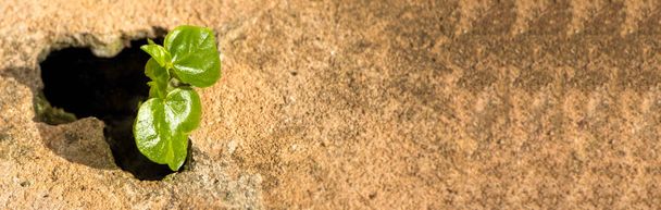 Розмір банера, розсада росте з тріщин цементних підлог
 - Фото, зображення