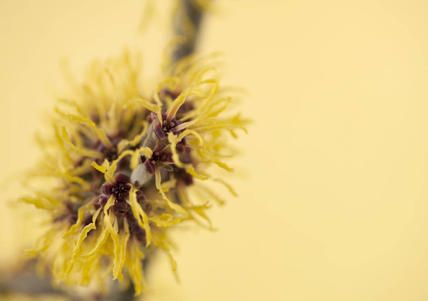 Bloom twig of witch hazel, Hamamelis mollis.Bloom twig witch hazel on a yellow background. - Photo, Image