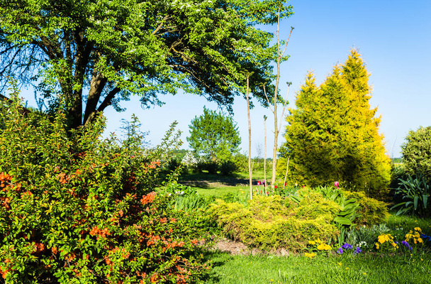 family garden in spring with various ornamental plants; in the foreground is a flowering quince, behind which is a flowering pear tree - Photo, Image