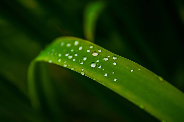 Des gouttes de pluie d'eau pure à la surface des lames d'herbe verte
 - Photo, image