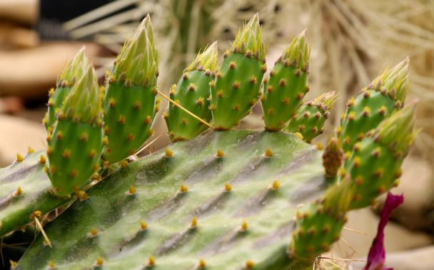 Cactus Opuntia leucotricha Planta com espinhas Close Up. Planta verde com espinhos e flores secadas. figo opuntia indiano, figo bárbaro, palma espinhosa cacto
 - Foto, Imagem