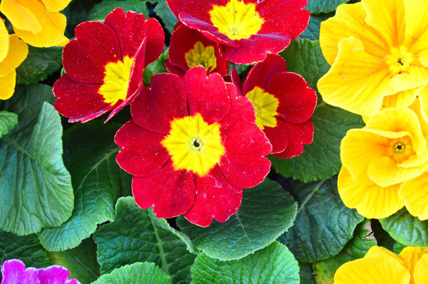 De Primrose behaagt in bloemen - Foto, afbeelding