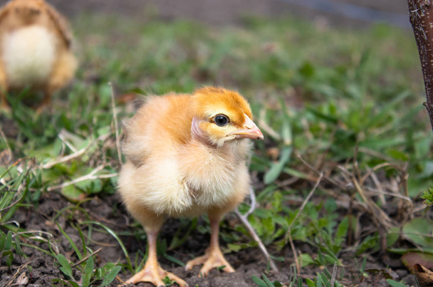 Küçük tavuk, yakın çekim, çimenlerde sarı tavuk. Küçük tavukların ıslahı. Kümes hayvanları yetiştiriciliği. - Fotoğraf, Görsel