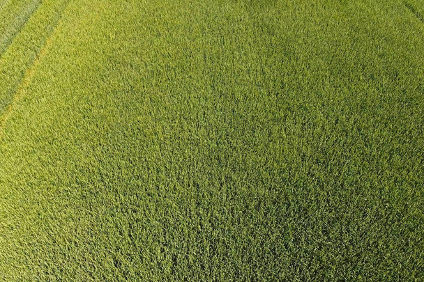 Green wheat in the field, top view with a drone. Texture of whea - Photo, Image