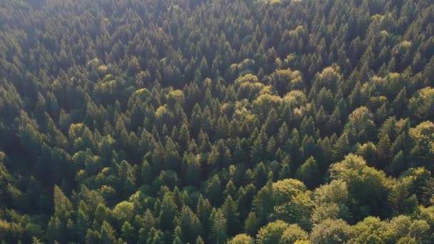 Вид з повітря над зеленим лісом
 - Кадри, відео