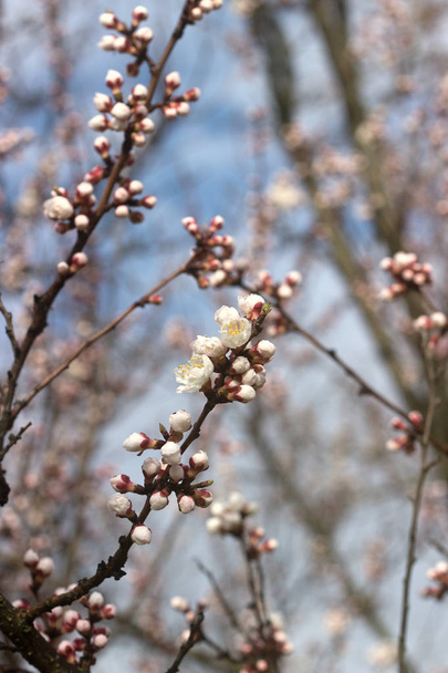 Branches of apricot with flowers and buds against the blue sky. - Photo, Image