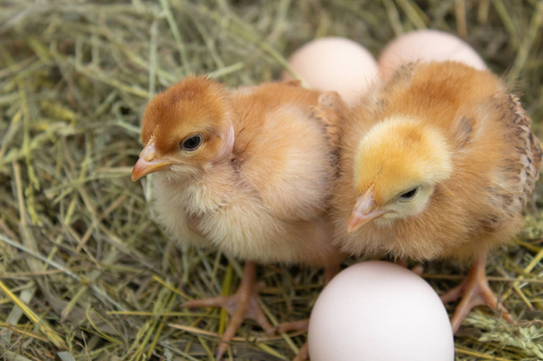 piękny mały kurczak, jaja i skorupki w gnieździe. Noworodki piskląt na farmie kurczaka. - Zdjęcie, obraz