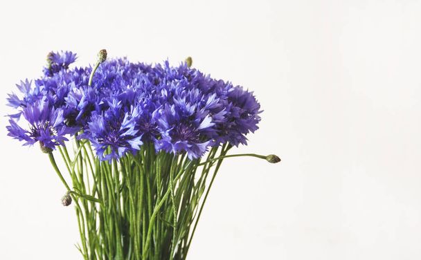 Blue cornflower bunch on white background - Foto, imagen