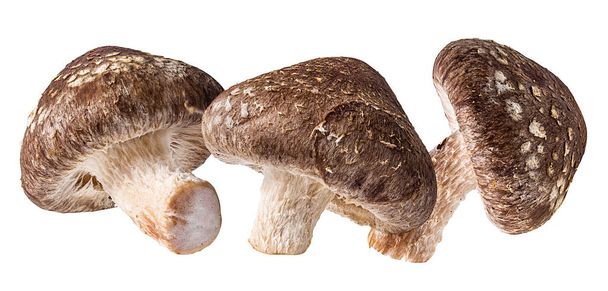 Shiitake Mushrooms isolated on white background - Photo, Image