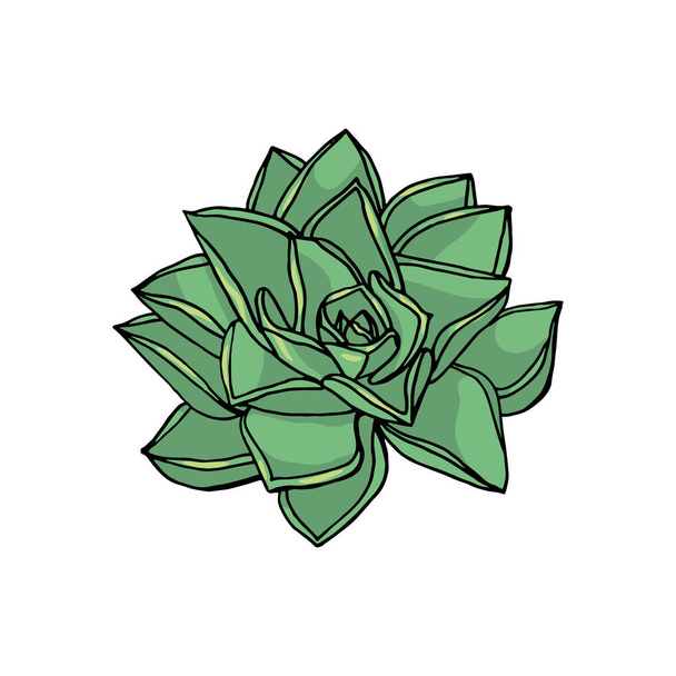 hand drawn flower succulent. floral design element - ベクター画像