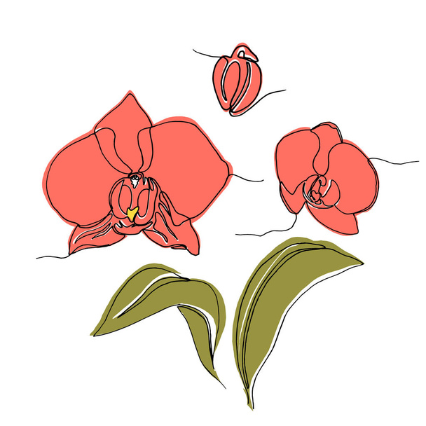 Ručně kreslené květy orchidejí, jeden jednoduchý spojnicový výkres. - Vektor, obrázek