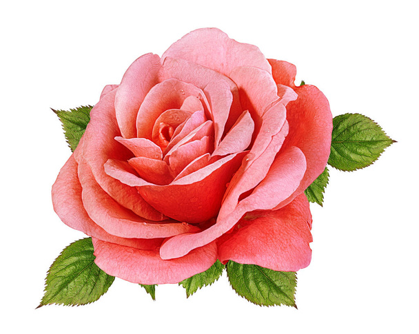 τριαντάφυλλο απομονωμένο σε λευκό φόντο - Φωτογραφία, εικόνα