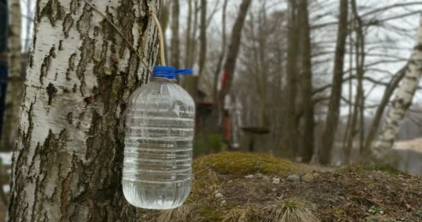 白樺の樹液は、プラスチック容器に滴下 - 映像、動画