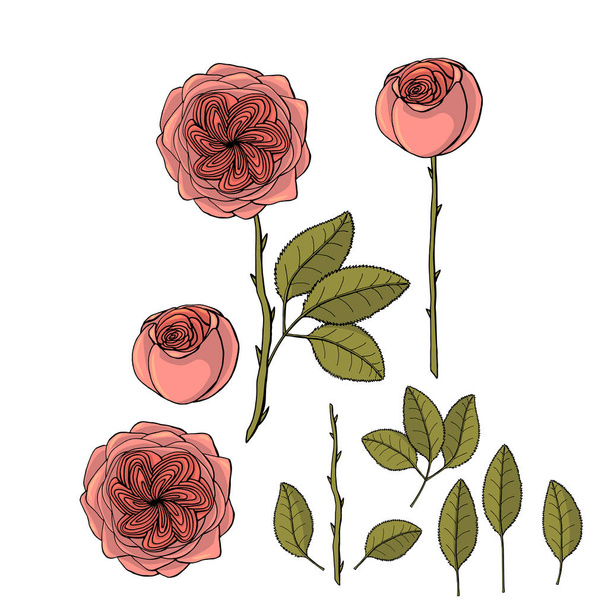 hand drawn garden rose juliet flower. floral design element - Vector, Image