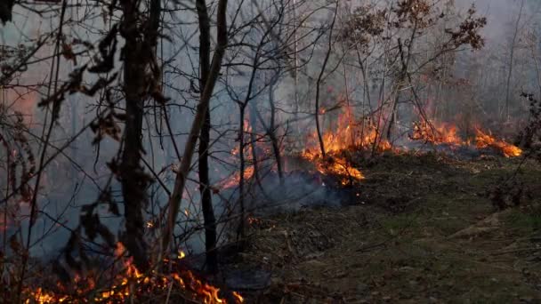Fire in forest destroys nature - Footage, Video