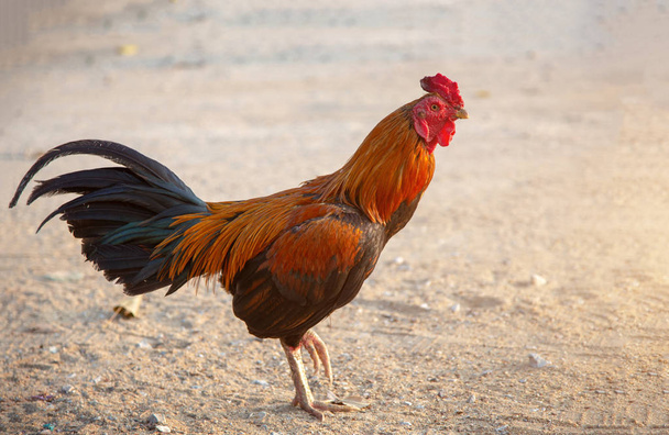 colorida pluma tailandesa pollo carrera caminando
 - Foto, imagen
