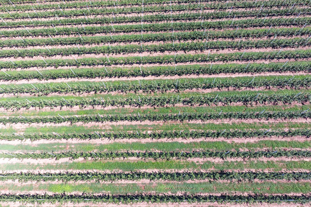 Rows of trees in the garden. Aerophotographing, top view. - Foto, Imagem
