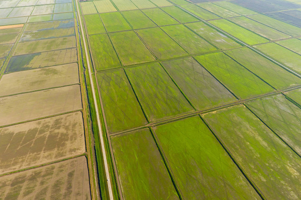 The rice fields are flooded with water. Flooded rice paddies. Agronomic methods of growing rice in the fields. - Photo, image