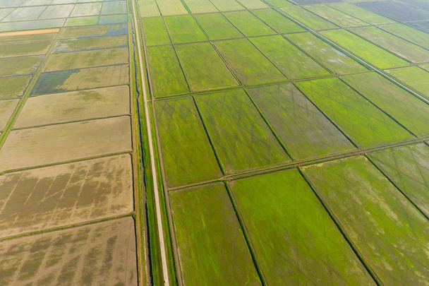 The rice fields are flooded with water. Flooded rice paddies. Agronomic methods of growing rice in the fields. - 写真・画像