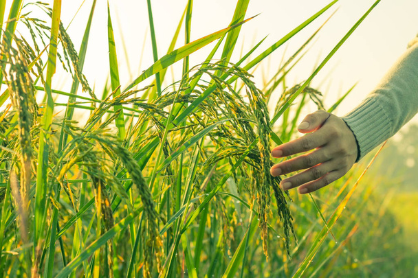 Рука жінки на ранковому рисовому полі
. - Фото, зображення