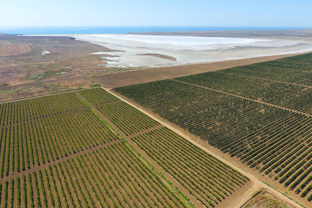 Vineyards near the salt lake. View from above - Zdjęcie, obraz