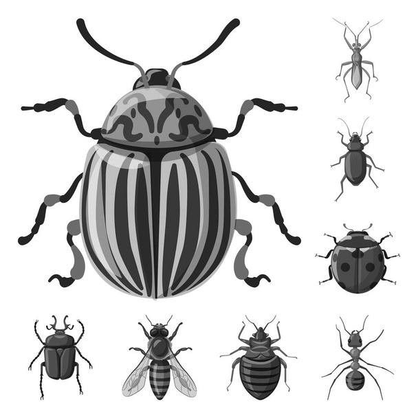 Vektorillustration von Insekten- und Fliegenzeichen. Set von Insekten- und Elementvektorsymbolen für Aktien. - Vektor, Bild