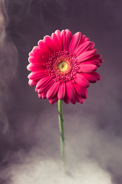 розовый цветок герберы в дыму
 - Фото, изображение