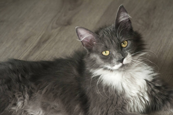 junge graue Katze liegt auf Holzboden - Foto, Bild
