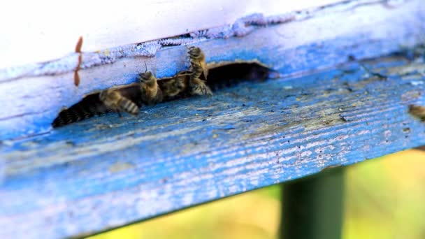      Bees fly in and out from beehive  - Footage, Video