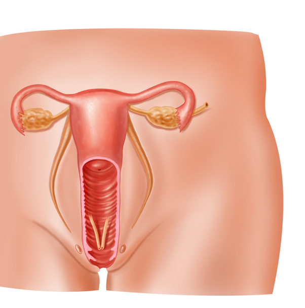 przekroju anatomii żeński układ rozrodczy - Zdjęcie, obraz
