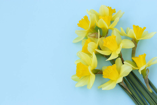 Yellow daffodils are located on a blue background - Фото, зображення