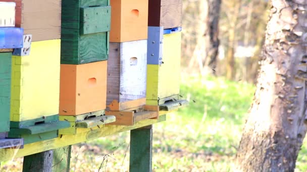      Οι μέλισσες πετούν μέσα και έξω από την κυψέλη σε αργή κίνηση - Πλάνα, βίντεο