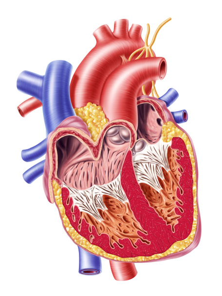Human heart cross section. - Photo, Image