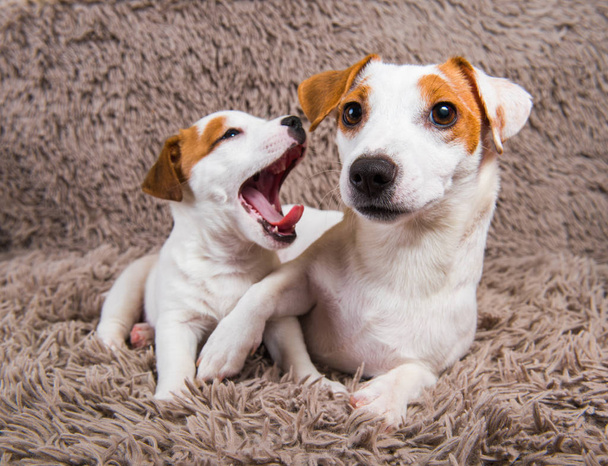 Jack Russell Terrier adulto mãe cachorro e cachorro
. - Foto, Imagem