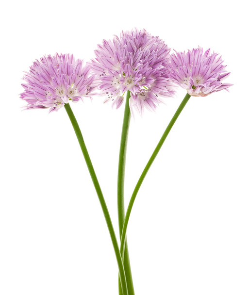 Цветы лука
 - Фото, изображение