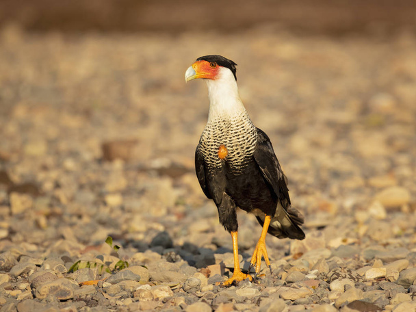 Southern crested caracara (Caracara plancus), also known as the southern caracara or carancho, is a bird of prey in the family Falconidae. Taken in Costa Rica - Photo, Image