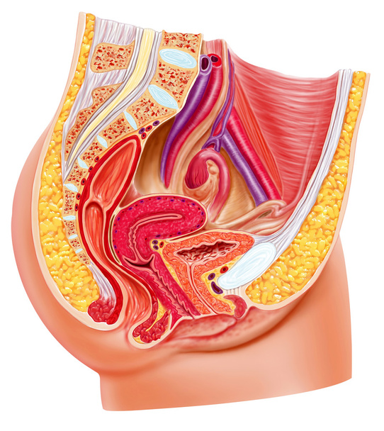 anatomie ženského reprodukčního systému, žaket. - Fotografie, Obrázek