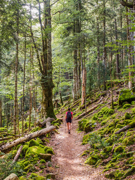 Girl walking on a path between the trees in the Ordesa y Monte P - Fotó, kép