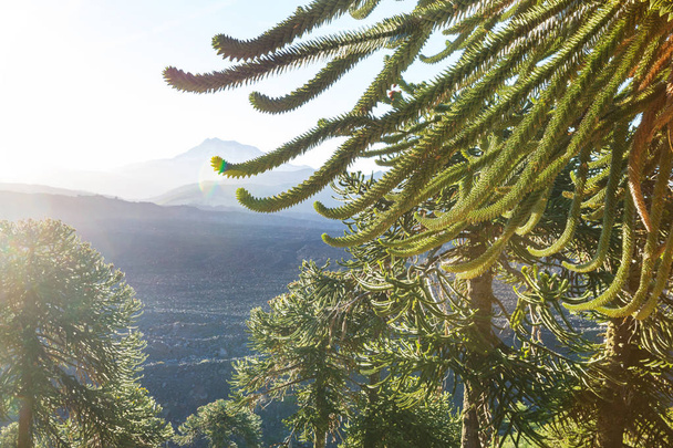 Unusual Araucaria (Araucaria araucana) trees in Andes mountains, Chile - Photo, Image