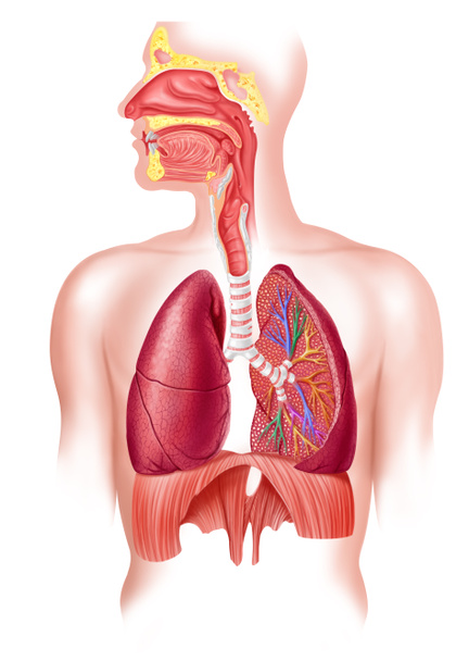 ヒトにおける呼吸システムの断面図. - 写真・画像