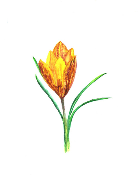 Watercolor illustration of crocus spring flower. - Photo, Image