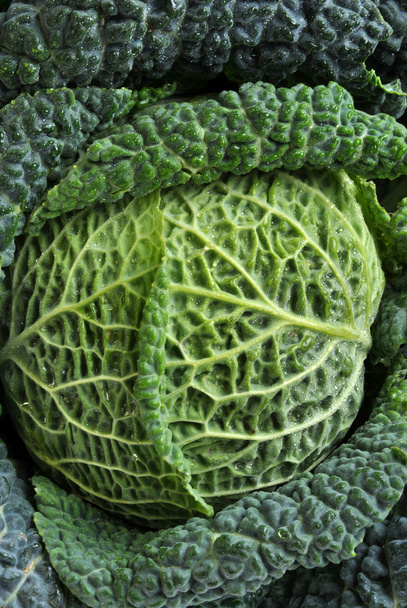 Organic savoy cabbage - Photo, image
