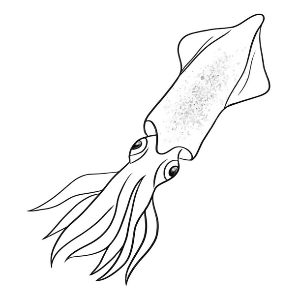 squid line vector illustration on white - Vettoriali, immagini