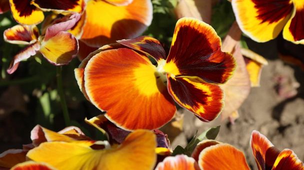 パンジーは素晴らしい花であり、その色の組み合わせは素晴らしいです。ヴィオラトリコロール var. hortensis。ヴィオラ Wittrockianna-パンジー. - 写真・画像